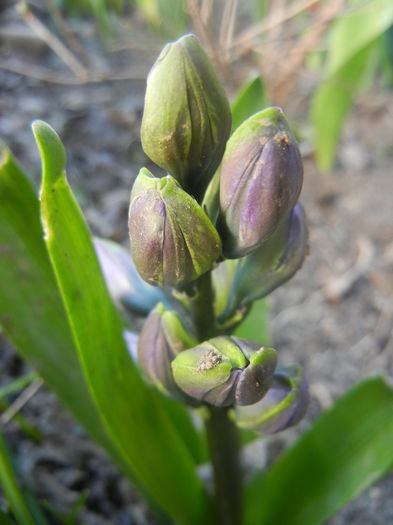 Hyacinth Isabelle (2014, March 20)