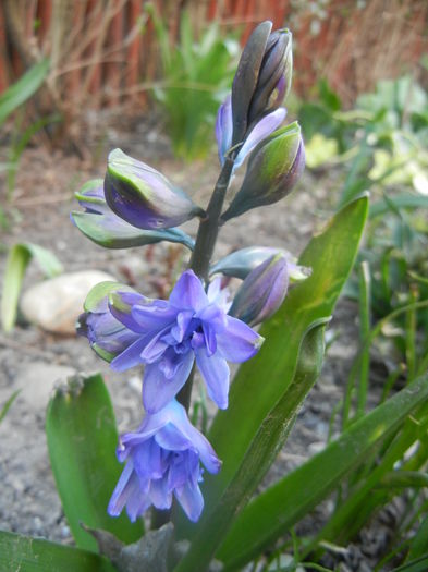 Hyacinth Isabelle (2014, March 21)