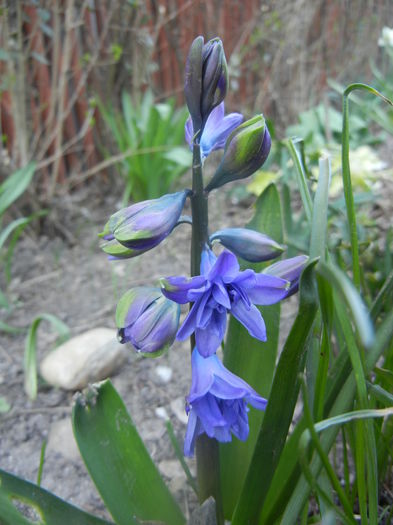 Hyacinth Isabelle (2014, March 22)