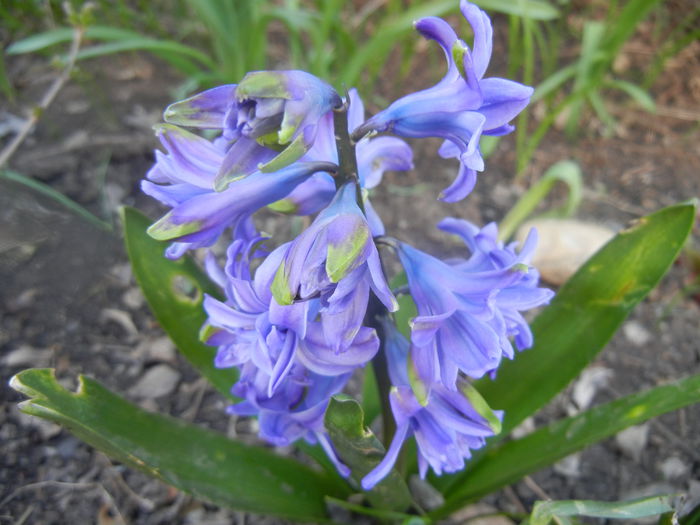 Hyacinth Isabelle (2014, March 23)