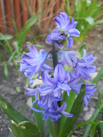 Hyacinth Isabelle (2014, March 23)