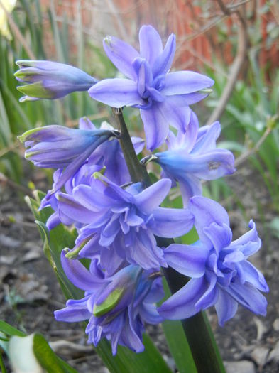 Hyacinth Isabelle (2014, March 23)