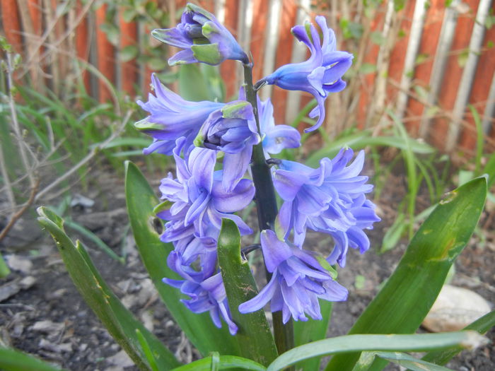 Hyacinth Isabelle (2014, March 23)