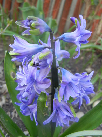 Hyacinth Isabelle (2014, March 23)