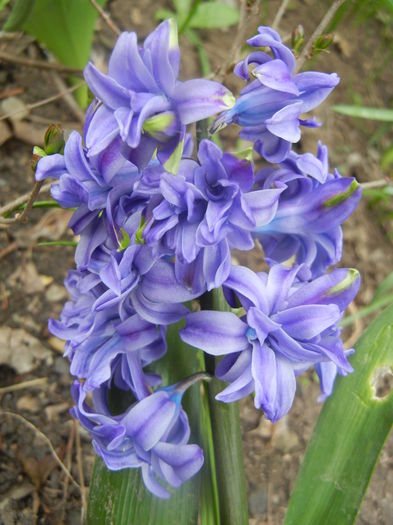 Hyacinth Isabelle (2014, March 25)