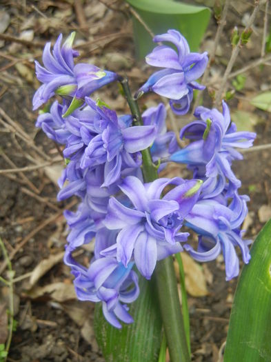 Hyacinth Isabelle (2014, March 25)