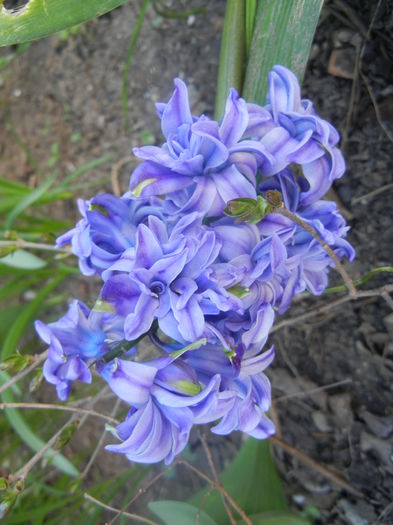 Hyacinth Isabelle (2014, March 27)
