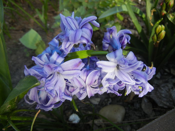 Hyacinth Isabelle (2014, March 30)