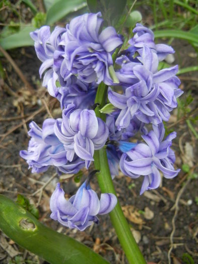 Hyacinth Isabelle (2014, April 01)