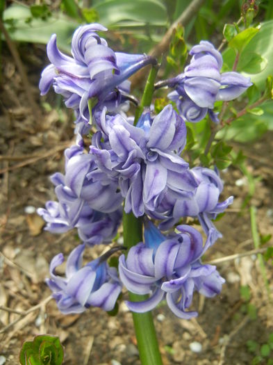 Hyacinth Isabelle (2014, April 03)