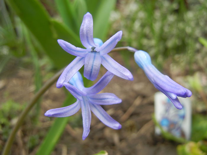 Hyacinth multiflora Blue (2014, March 25) - Hyacinth multiflora Blue
