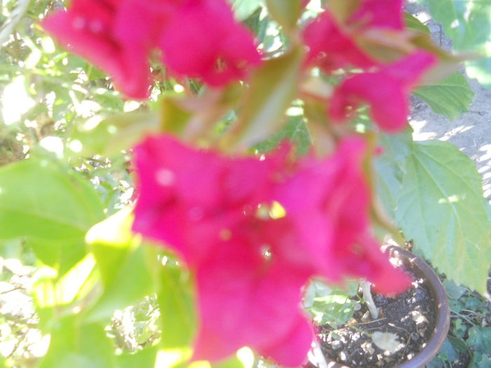 bouga lila - Flori apartament