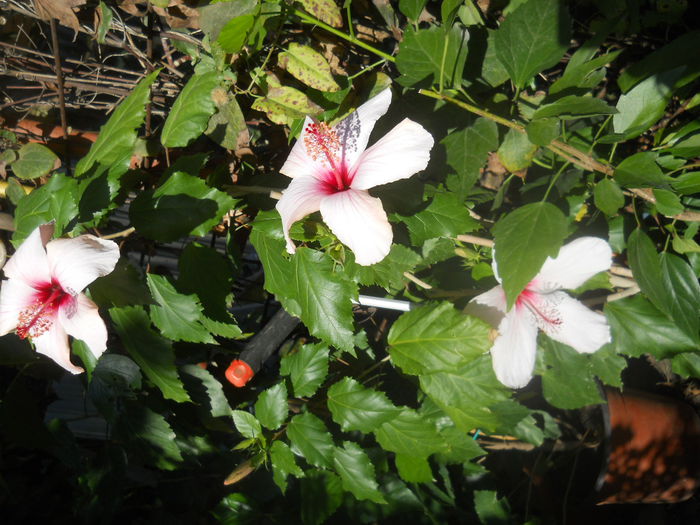 hibi alb - Flori apartament