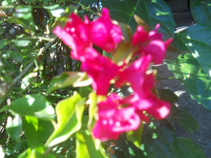 DSCN8705 - Flori apartament