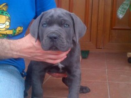 Aru la doua luni - ARU - Cane corso