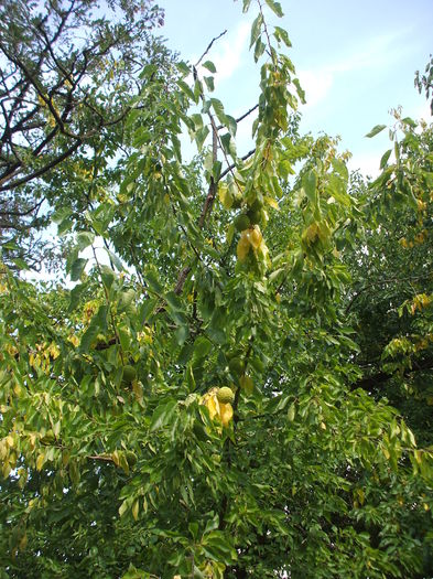 DSCF8208 - 43  Portocalele cailor