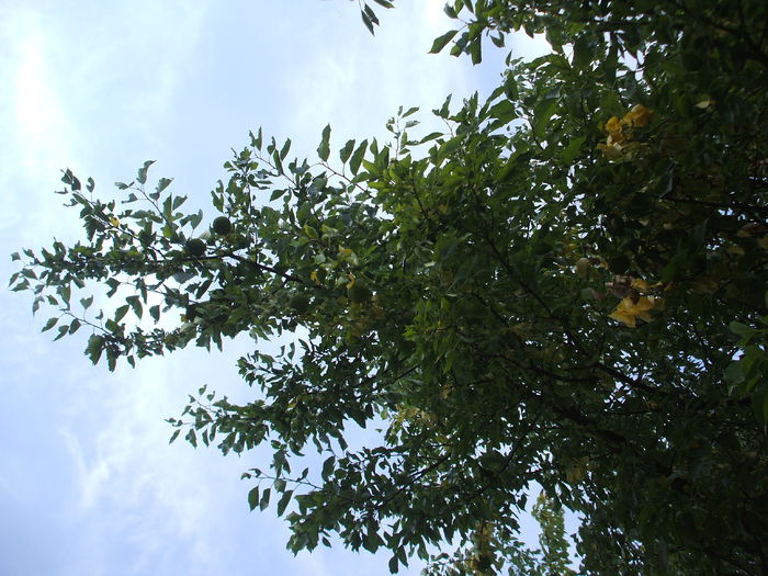 DSCF8220 - 43  Portocalele cailor