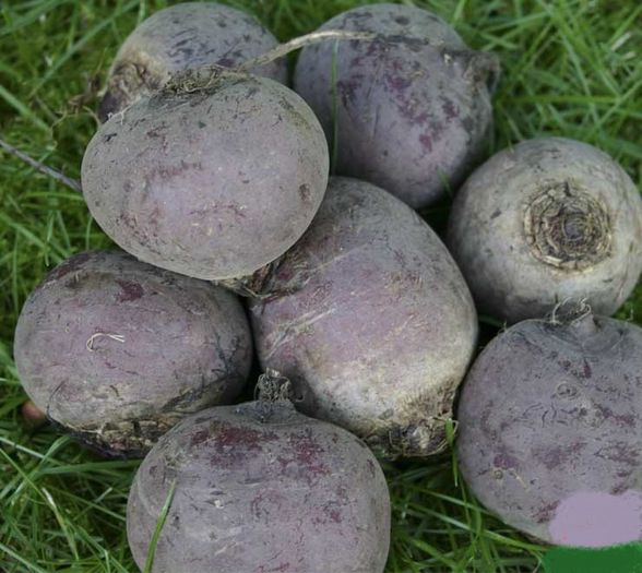 Burac; =sfecla rosie sau alba
