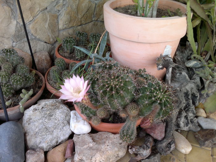 24-09-014 - u-Abutilio-strelitzia-cactus----flori personale
