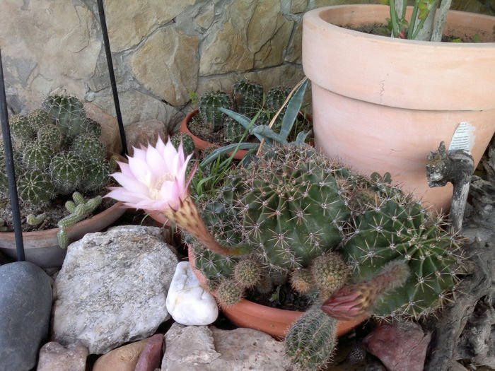 002 - u-Abutilio-strelitzia-cactus----flori personale