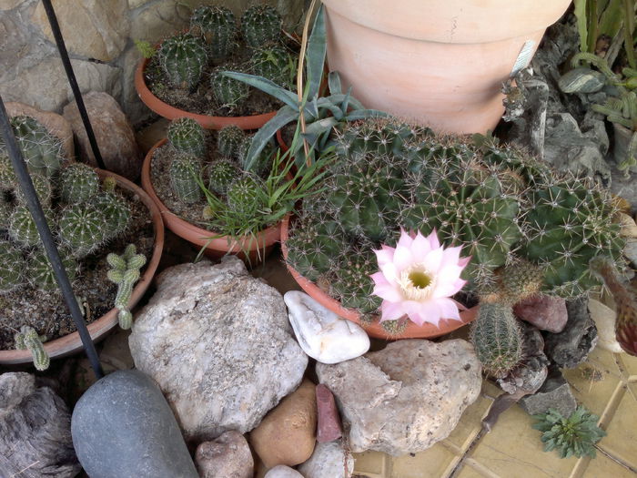 003 - u-Abutilio-strelitzia-cactus----flori personale