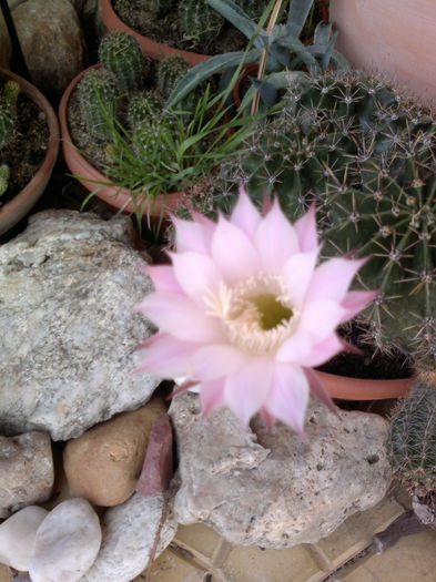 24-09-014 - u-Abutilio-strelitzia-cactus----flori personale