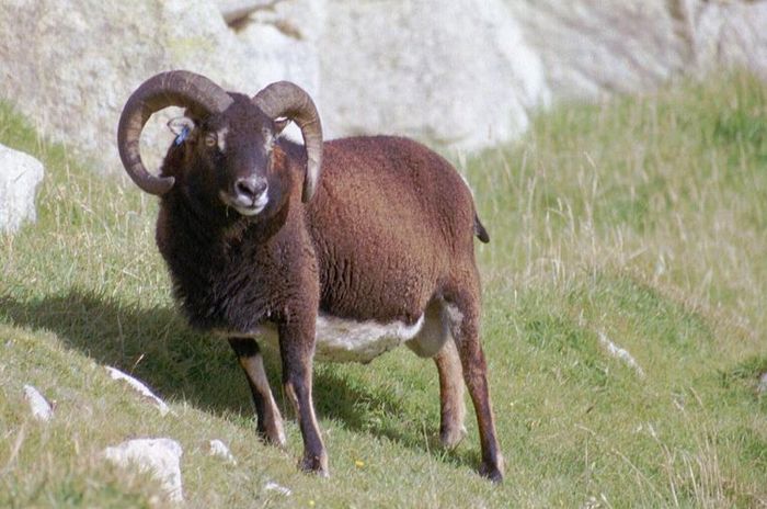 Berbec roscat - Rase de oi si capre-Poze deosebite-1