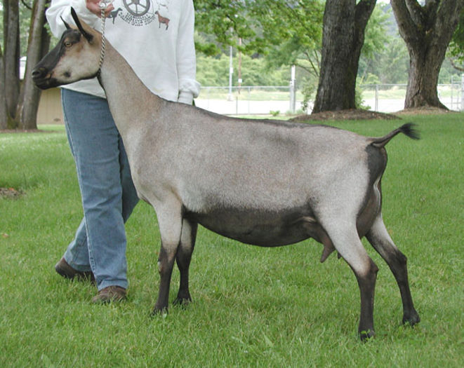 Capra de lapte - Rase de oi si capre-Poze deosebite-1