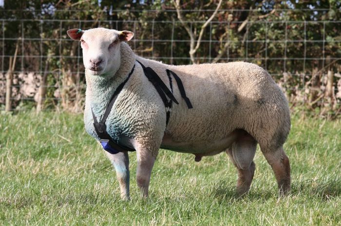 Charolais berbec - Rase de oi si capre-Poze deosebite-1