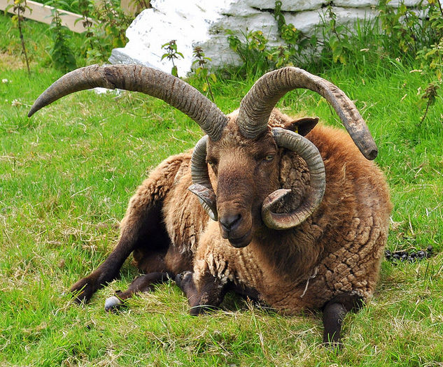 Manx Loaghtan berbec - Rase de oi si capre-Poze deosebite-1