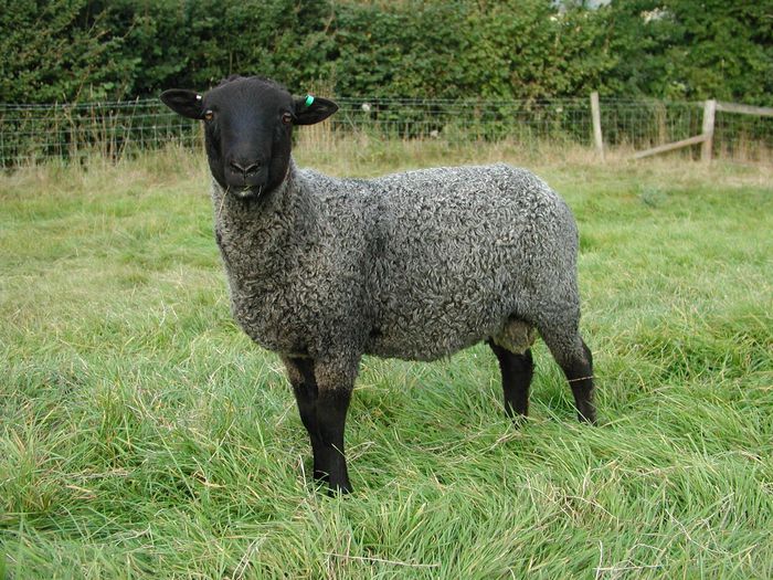 Oaie Gotland neagra - Rase de oi si capre-Poze deosebite-1