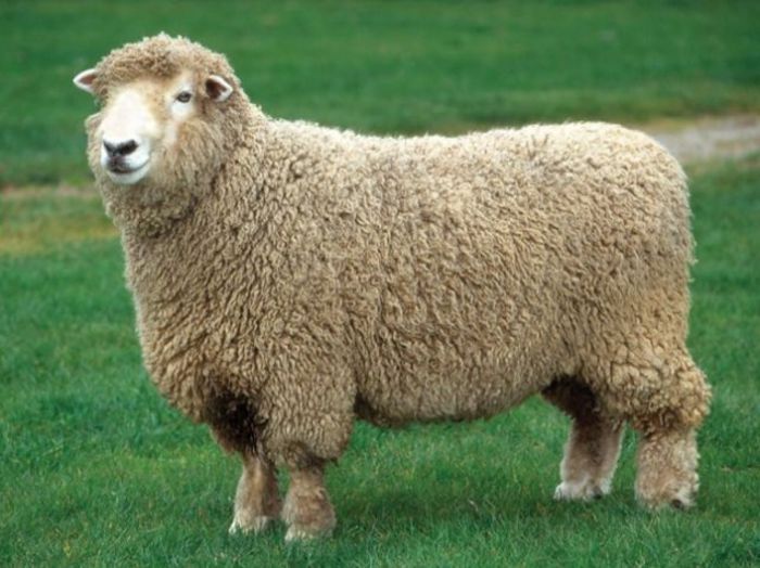 Oaie Romney-3 - Rase de oi si capre-Poze deosebite-1