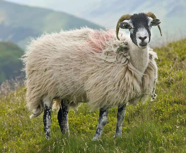 Oaie Swaledale in pasune-3 - Rase de oi si capre-Poze deosebite-1