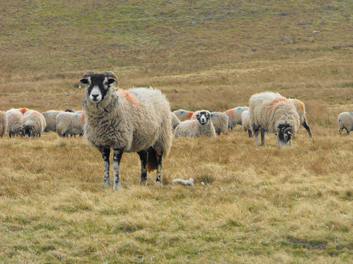 Oi Swaledale la pasune