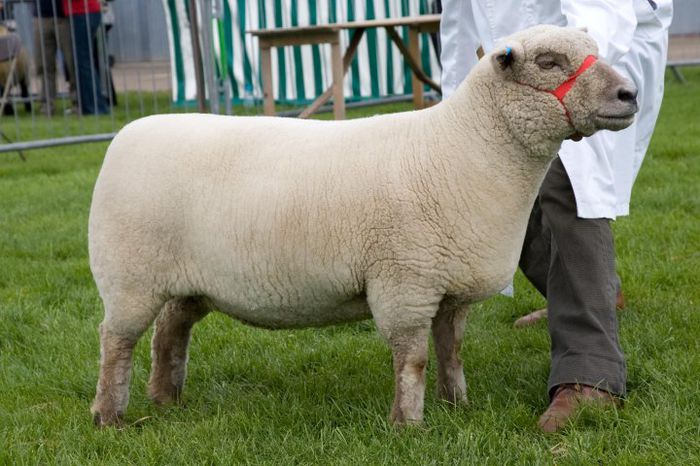 Southdown berbec