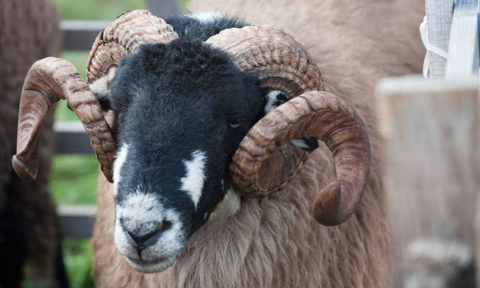 Swaledale berbec
