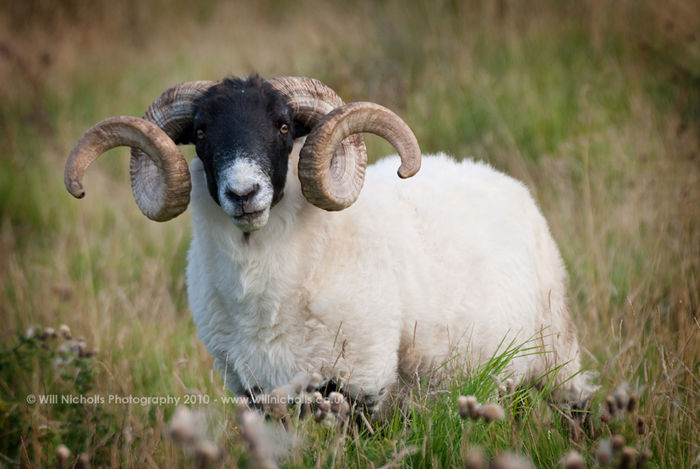 Swaledale berbec mare