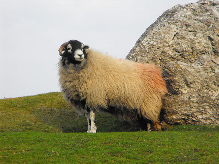 Swaledale la pasunat-3 - Rase de oi si capre-Poze deosebite-1