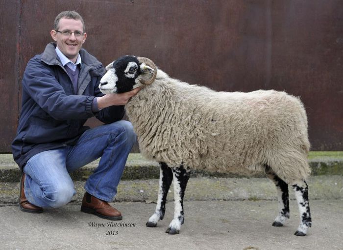 Swaledale la pozat - Rase de oi si capre-Poze deosebite-1