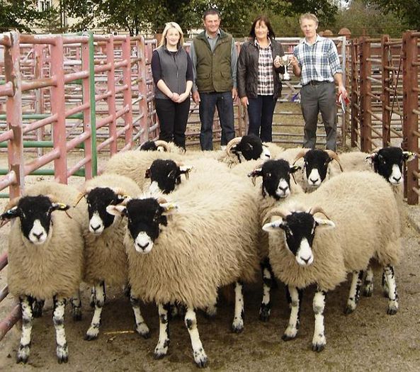 Swaledale oi frumoase - Rase de oi si capre-Poze deosebite-1