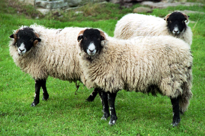 Swaledale rasa englezeasca