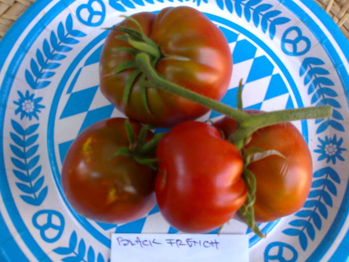 BLACK FRENCH-2929; BLACK FRENCH
