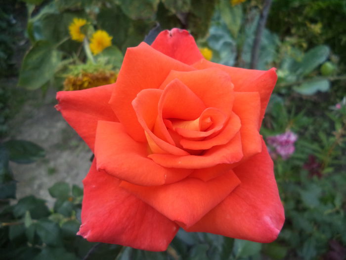 MONIKA - Trandafiri 2014