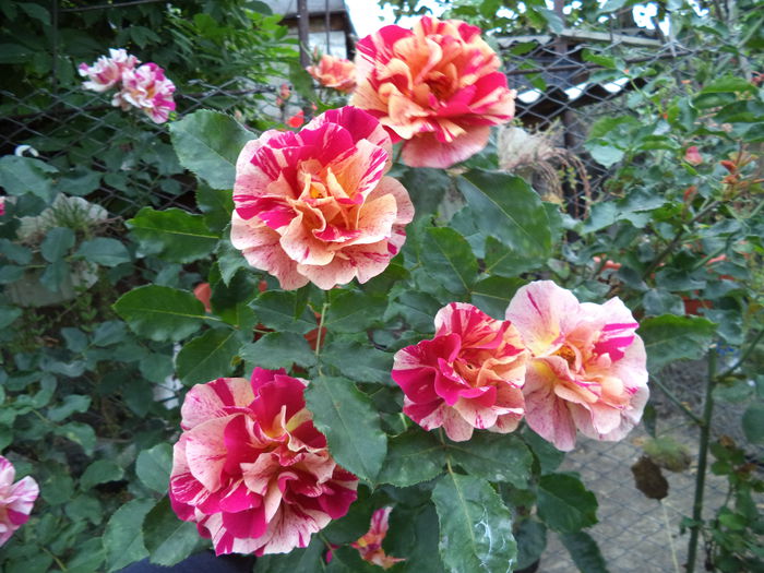 EDGAR DEGAS - Trandafiri 2014