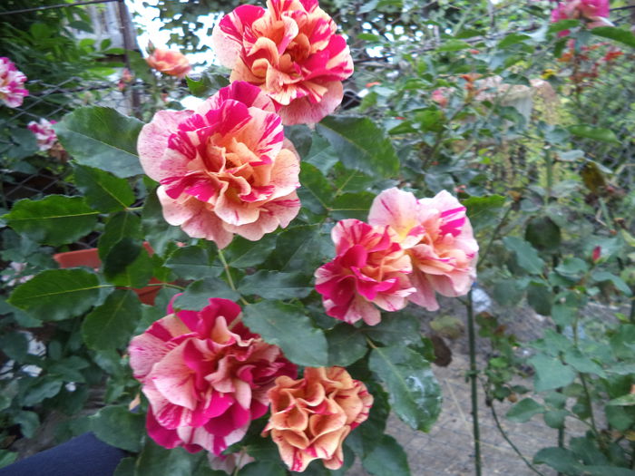 EDGAR DEGAS - Trandafiri 2014