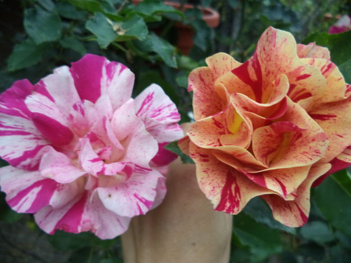 EDGAR DEGAS - Trandafiri 2014