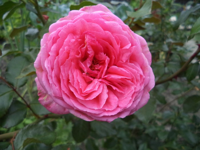 DSC01332 - Trandafiri 2014