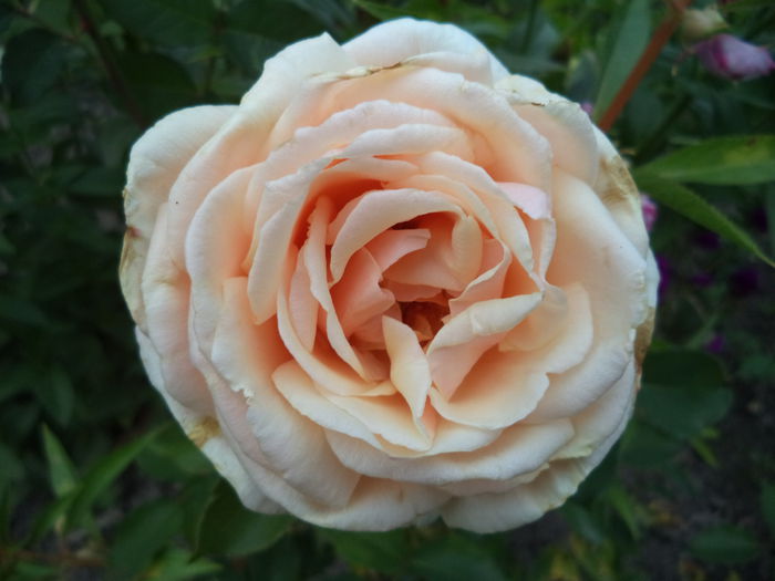 DSC01334 - Trandafiri 2014