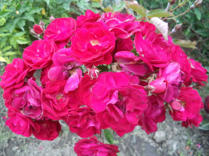 LEIPZIG - Trandafiri 2014