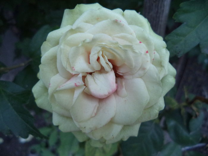 mini - Trandafiri 2014